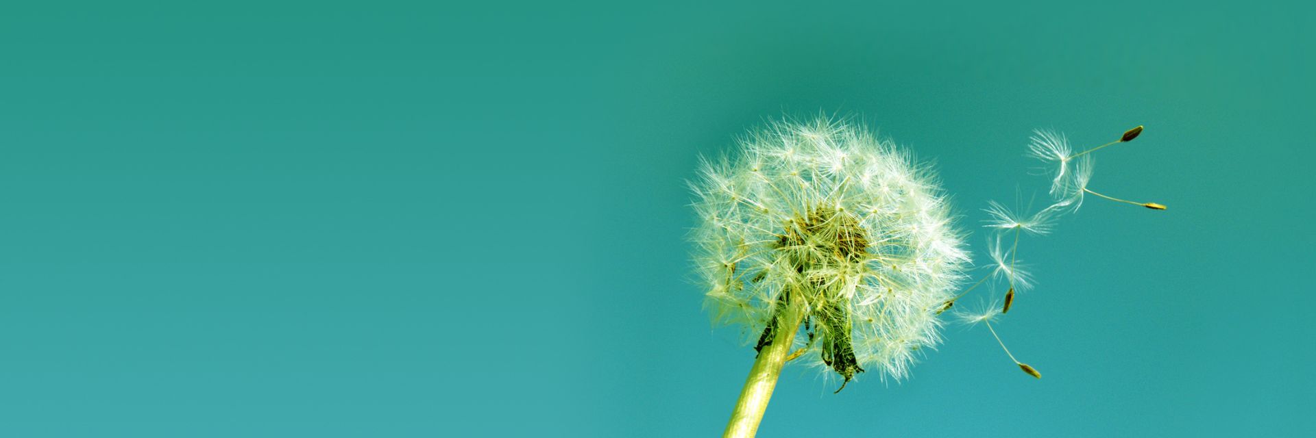 Pusteblume mit grünem Hintergrund