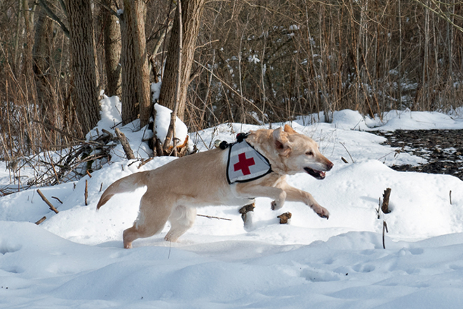 Rettungshund läuft im Schnee