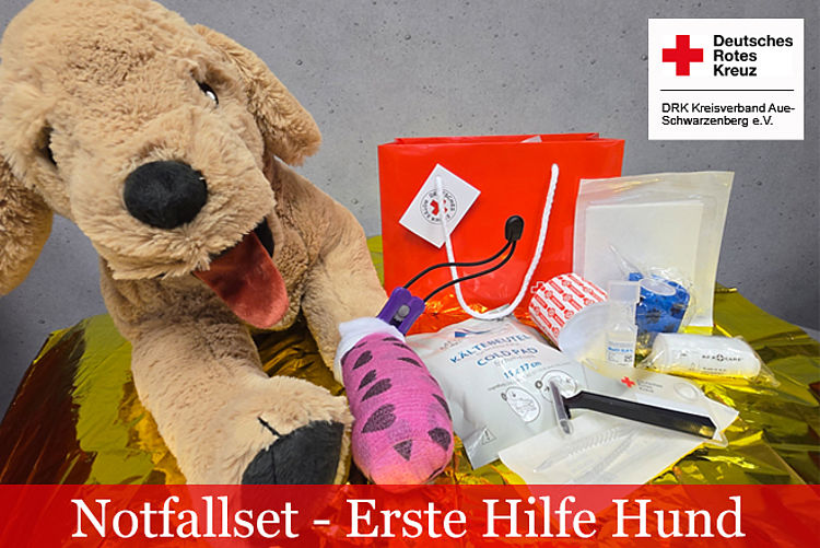 Brauner Plüschhund und verschiedene Materialien für die Erste Hilfe bei Hunden