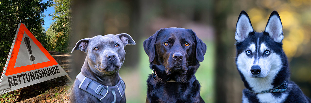 Collage mit vier Hundeportraits