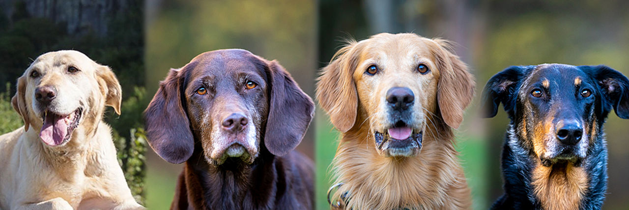 Collage mit vier Hundeportraits