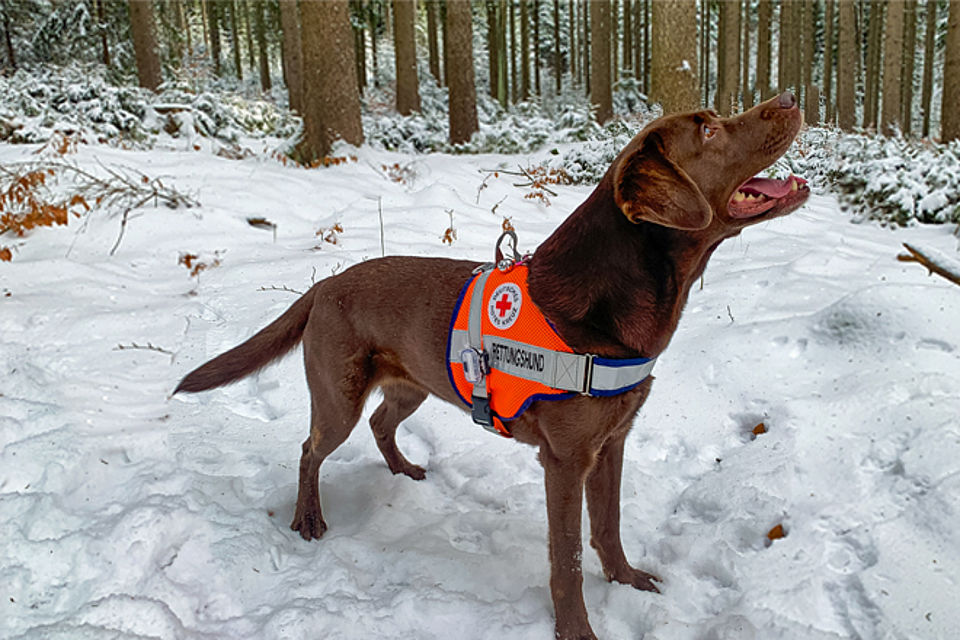 Rettungshund im Schnee